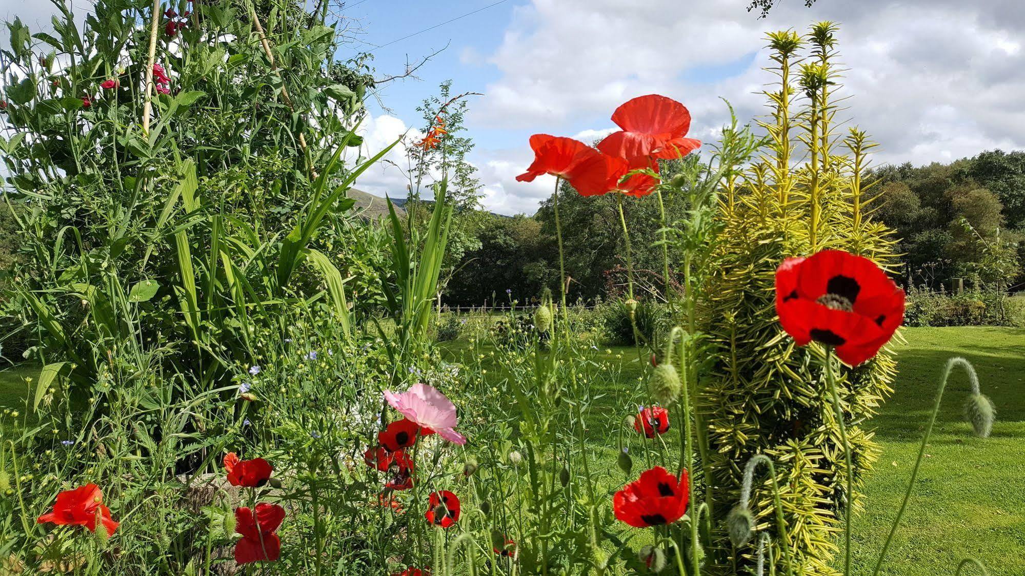 Nant Yr Onnen B&B And Holiday Cottage Tregaron ภายนอก รูปภาพ